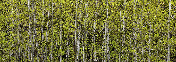 Aspens Panorama in Early Spring, Lead, SD